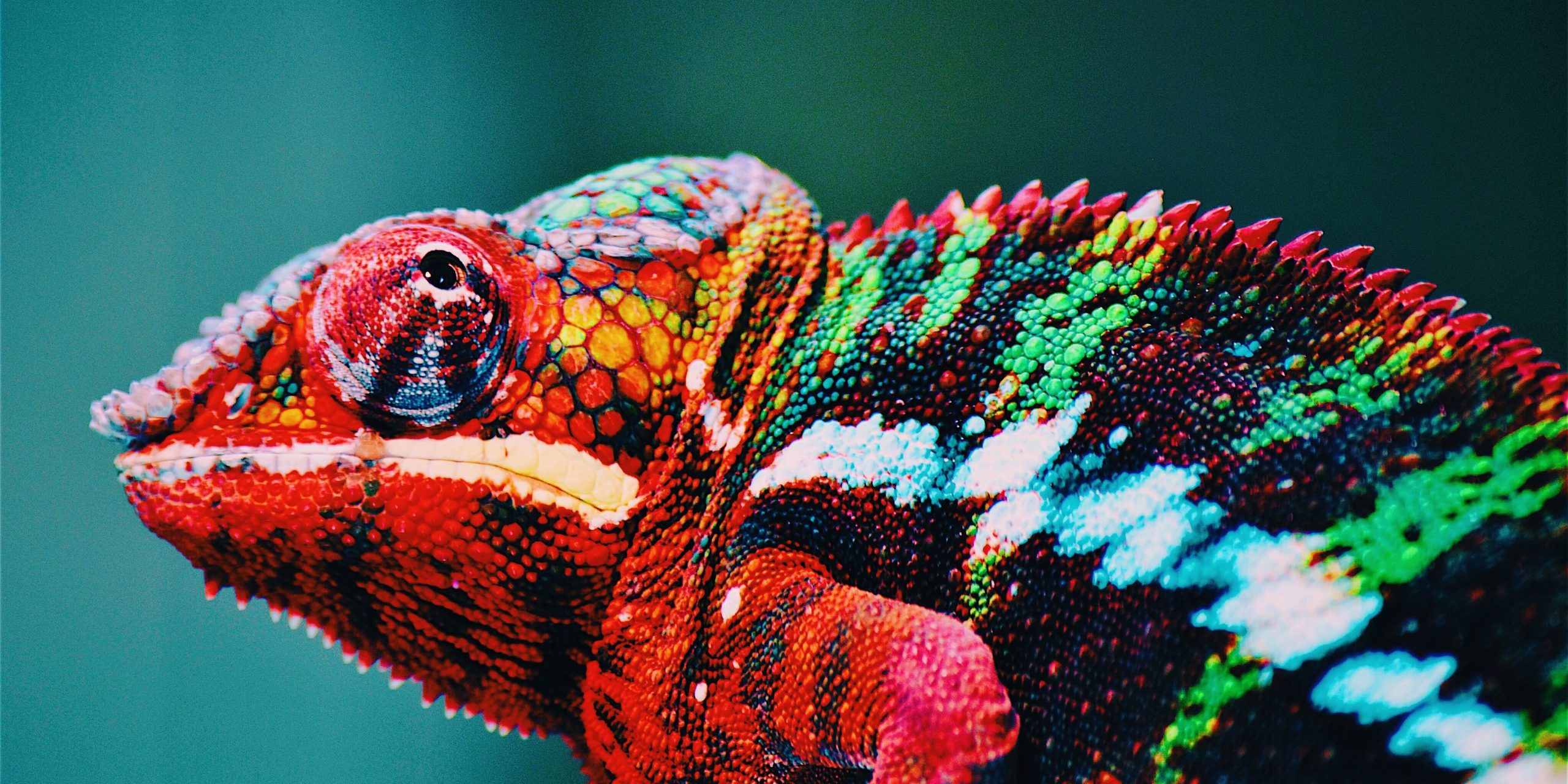 caméléon