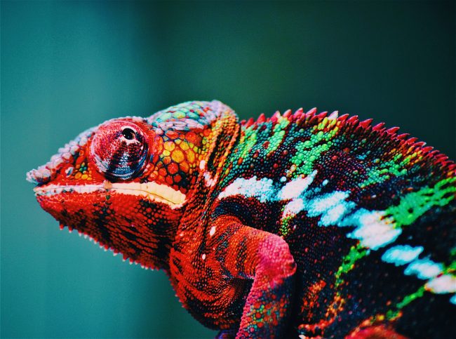 Processed with VSCO with c1 preset caméléon