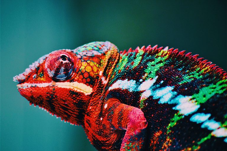 caméléon